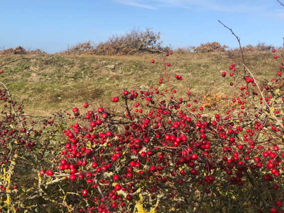Natuur- en cultuurwandeling — Natuur in Bergen aan Zee